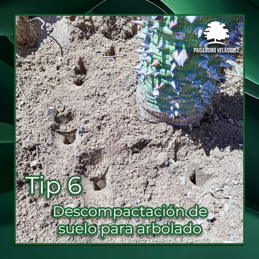 Descompactación para arbolado