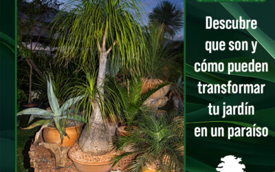 Plantas Ornamentales para tu Jardín