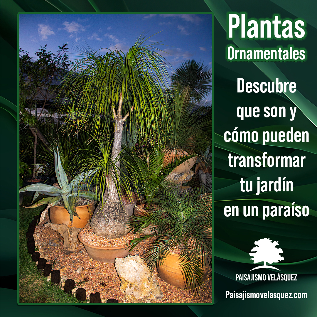 Plantas ornamentales